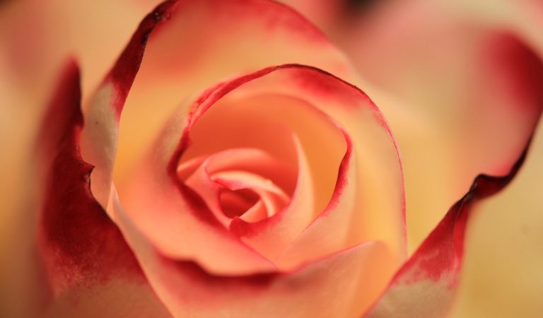 Orange and red rose
