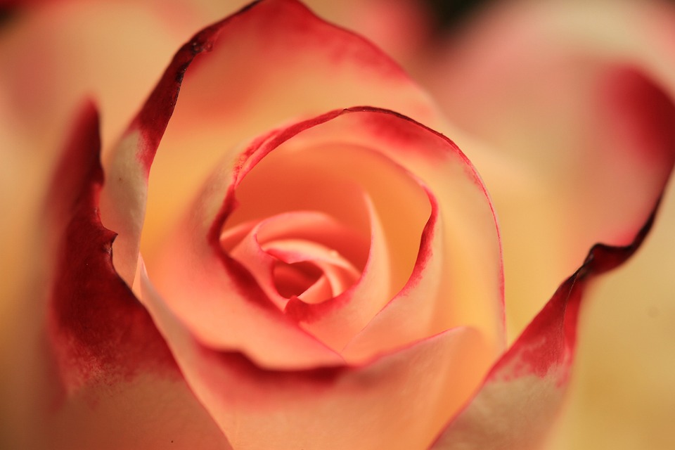 Orange and red rose
